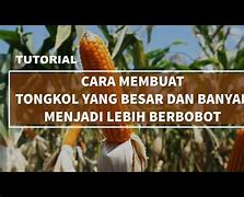 Jagung Banyak Tongkol