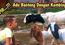 Kambing Melahirkan Kembar Belajar Bermain Bola Dengan